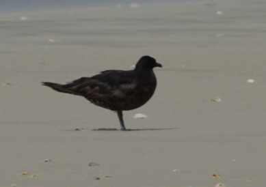 Parasitic Jaeger - ML646407141