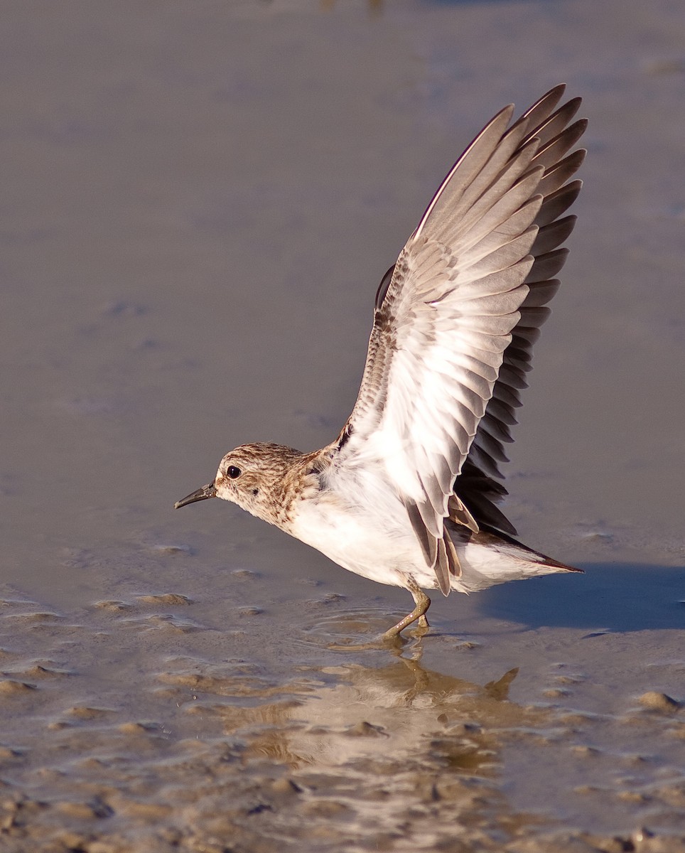 Cüce Kumkuşu - ML646407142