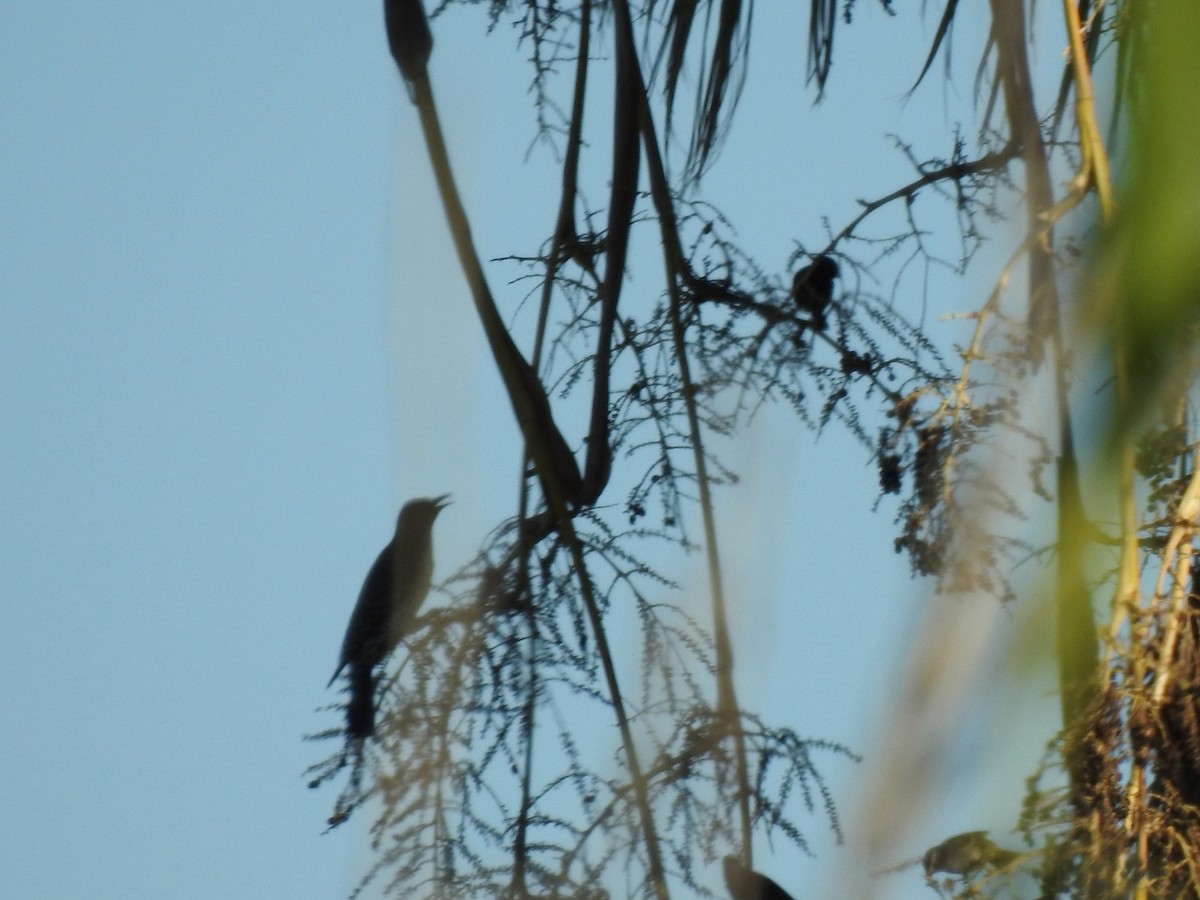 datel zlatý - ML646407143