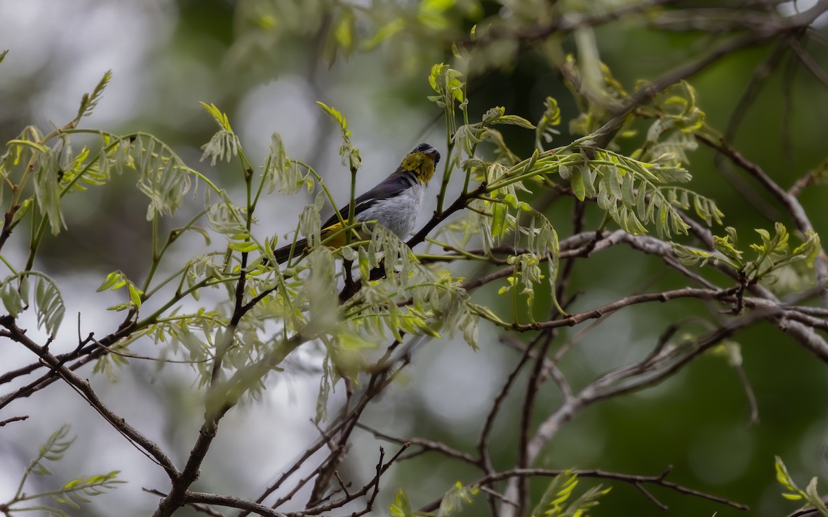 Yellow-backed Tanager - ML646407144
