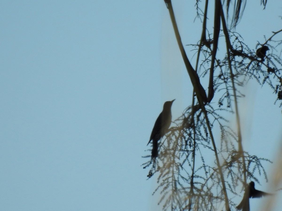 datel zlatý - ML646407145