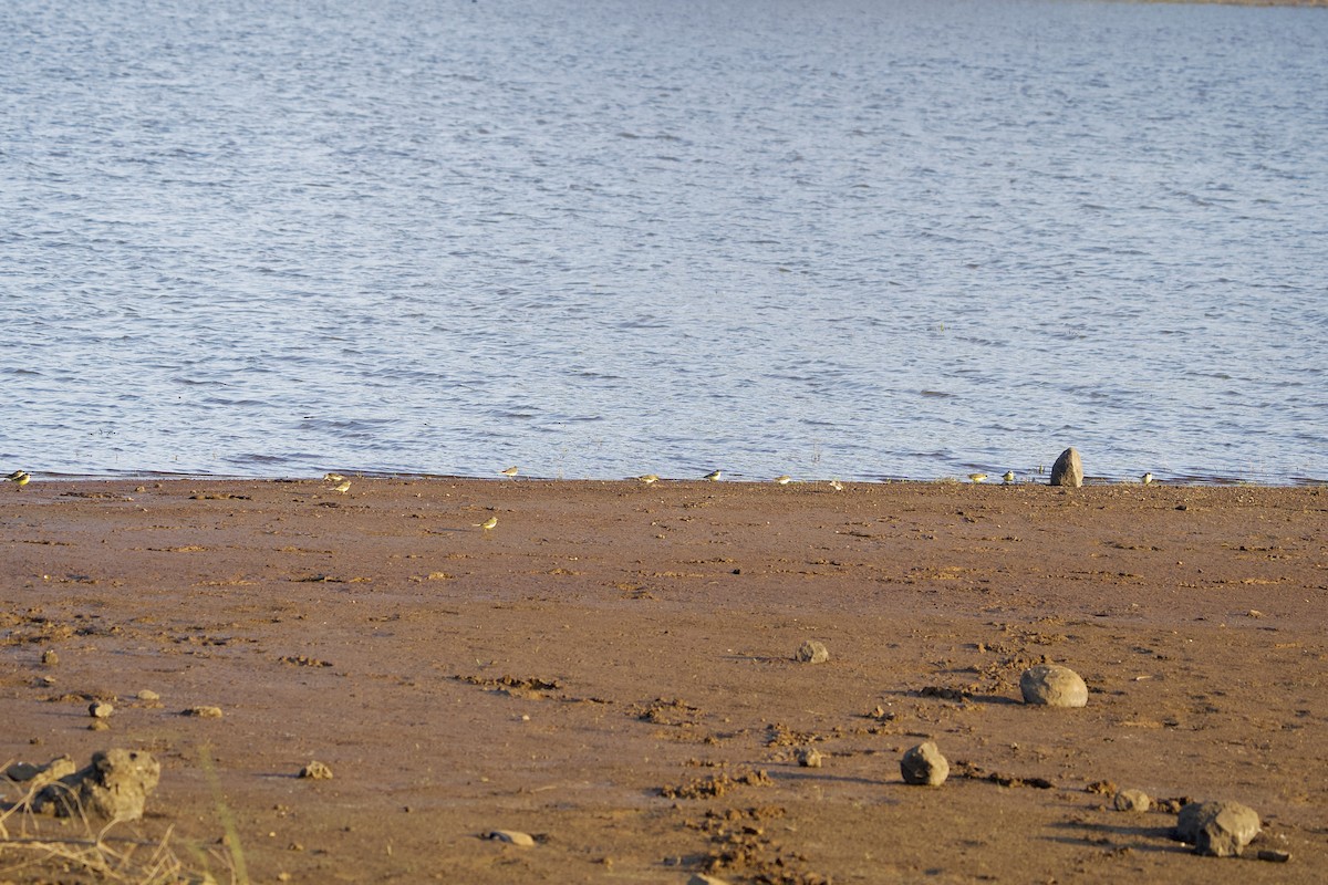 西方黃鶺鴒 - ML646407146