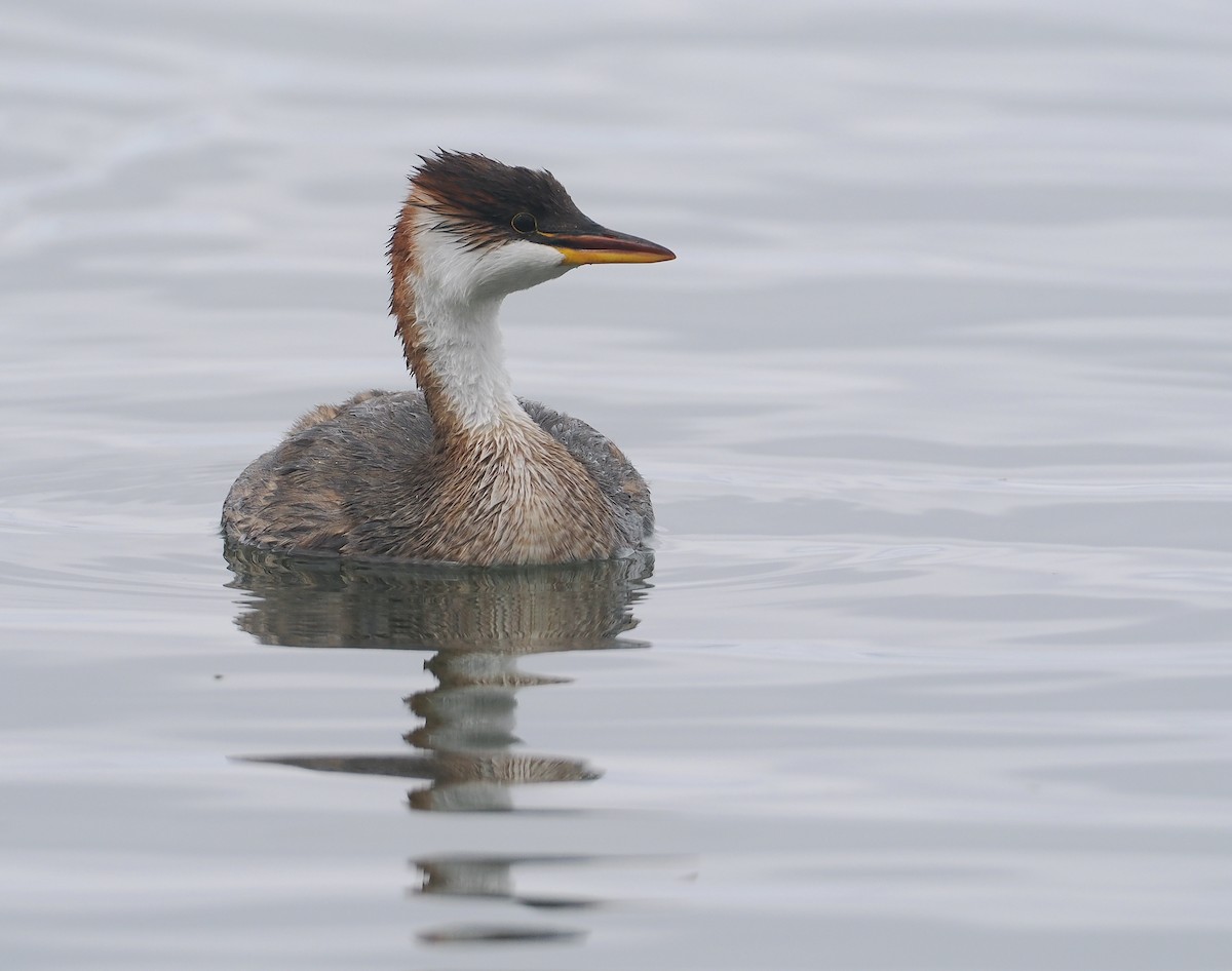 Titikaka Batağanı - ML646407147