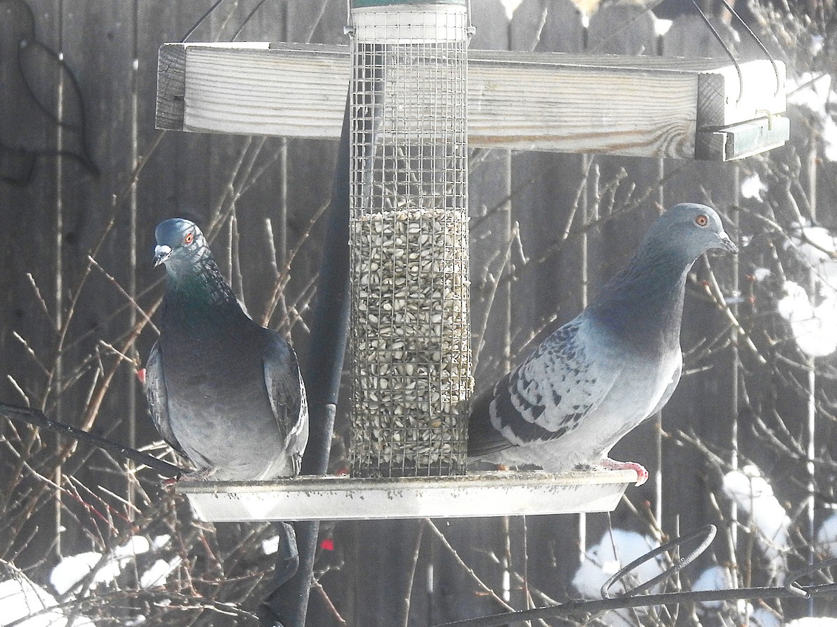 Rock Pigeon (Feral Pigeon) - ML646407148