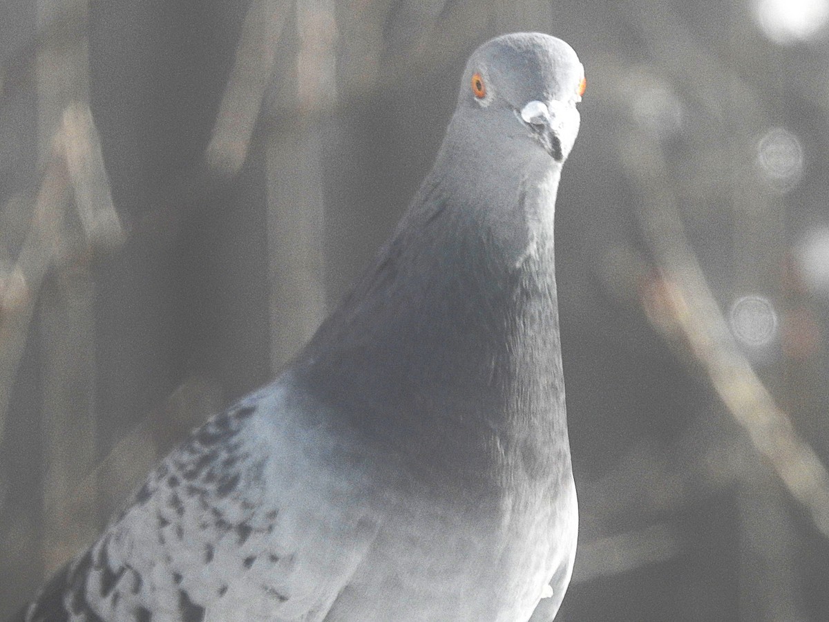 Rock Pigeon (Feral Pigeon) - ML646407149
