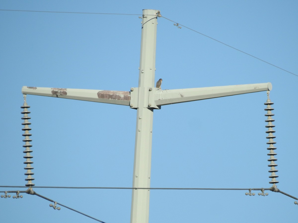 Peregrine Falcon - ML646407150