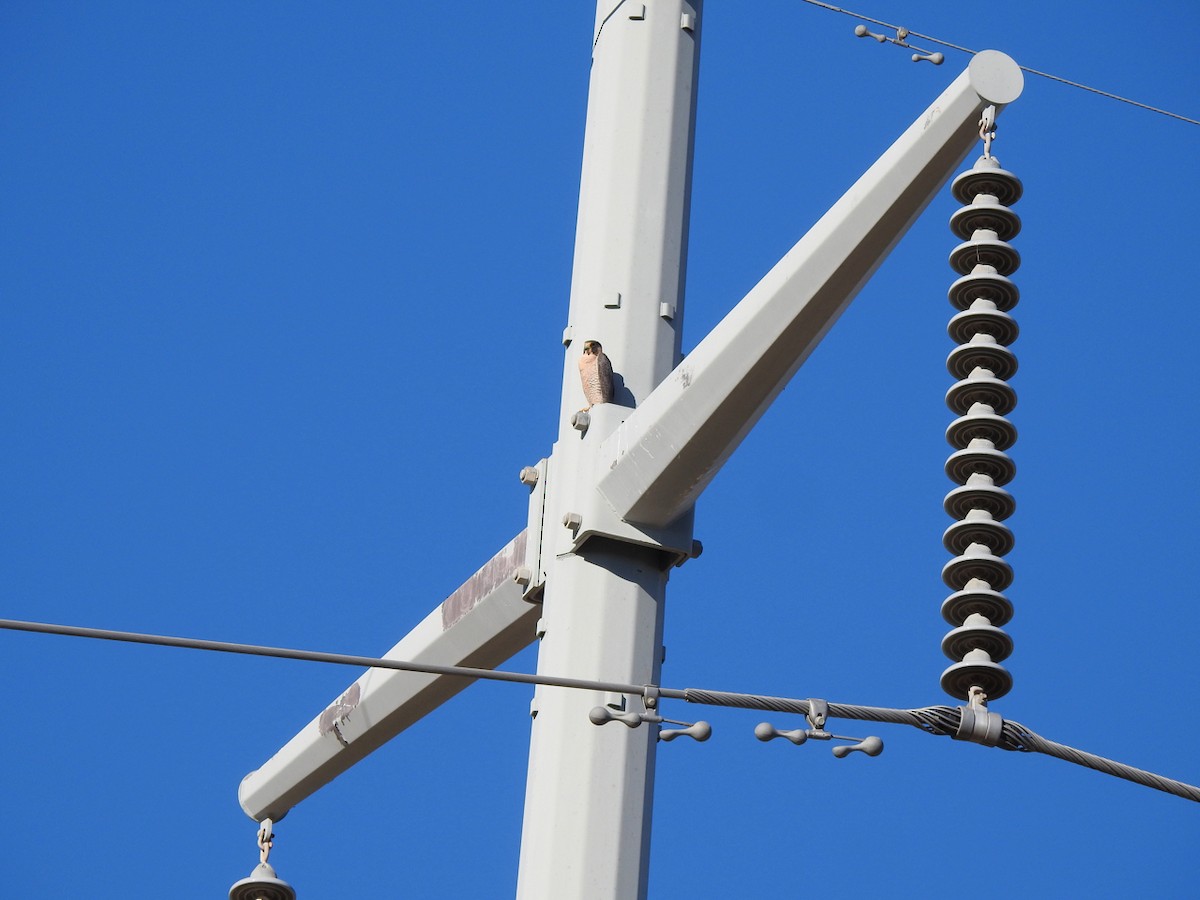 Peregrine Falcon - ML646407151