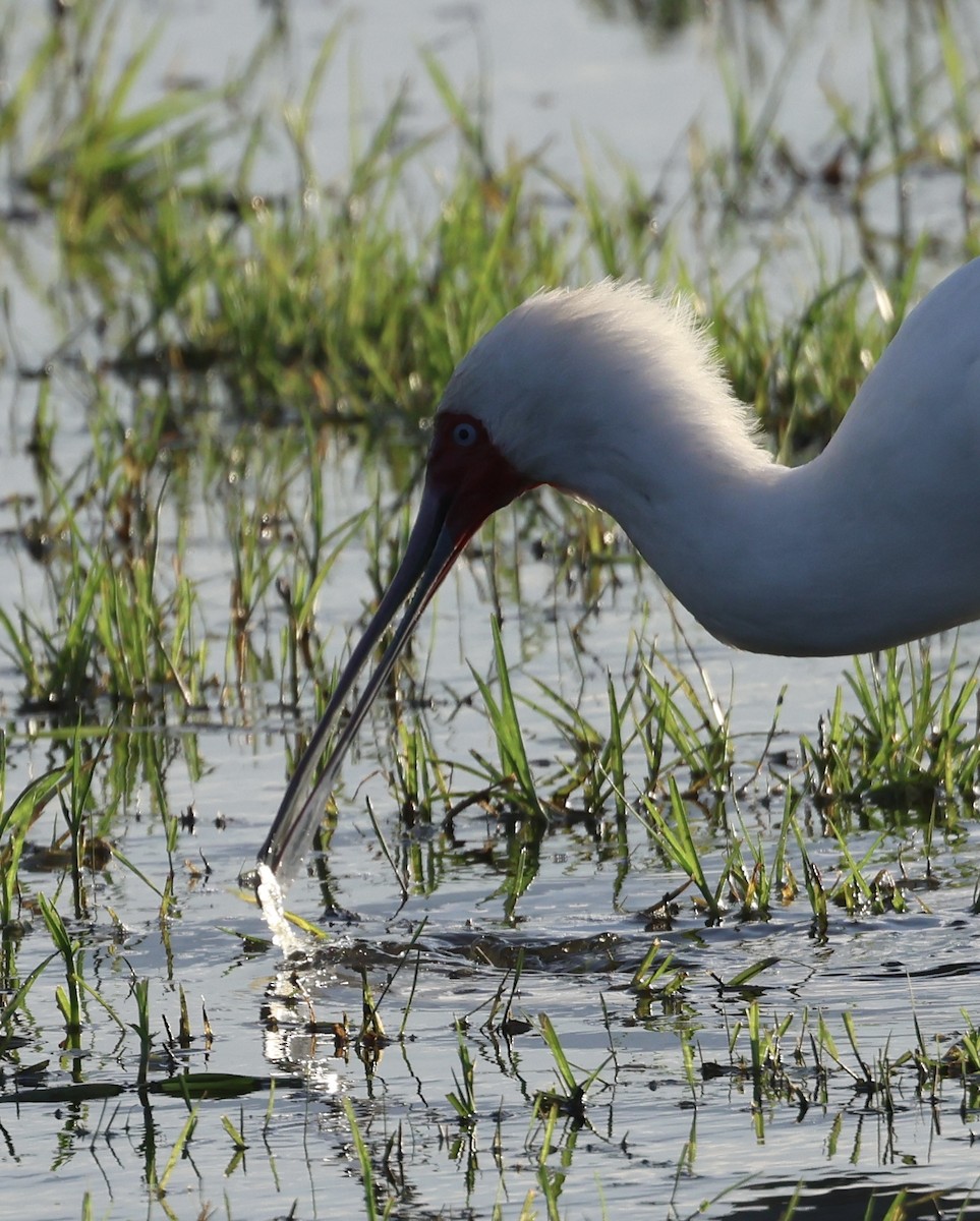 Spatule d'Afrique - ML646407153