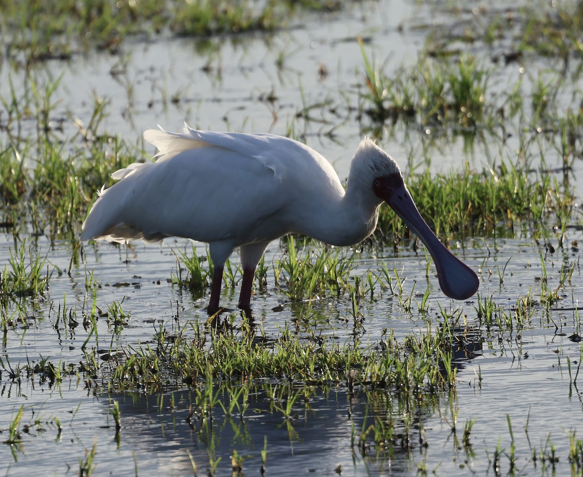 Spatule d'Afrique - ML646407155