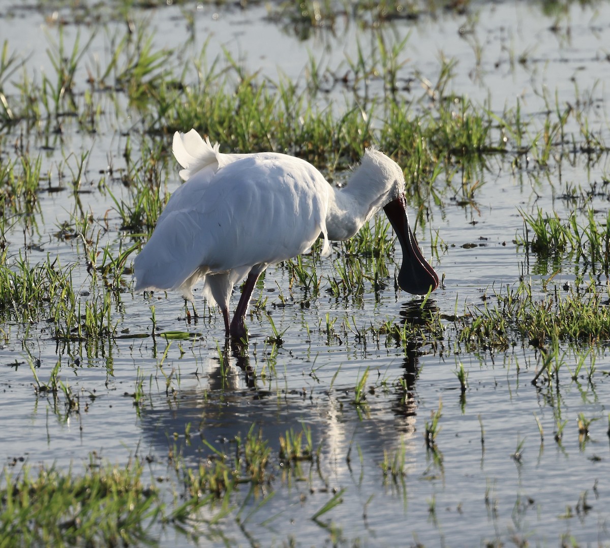 Spatule d'Afrique - ML646407156