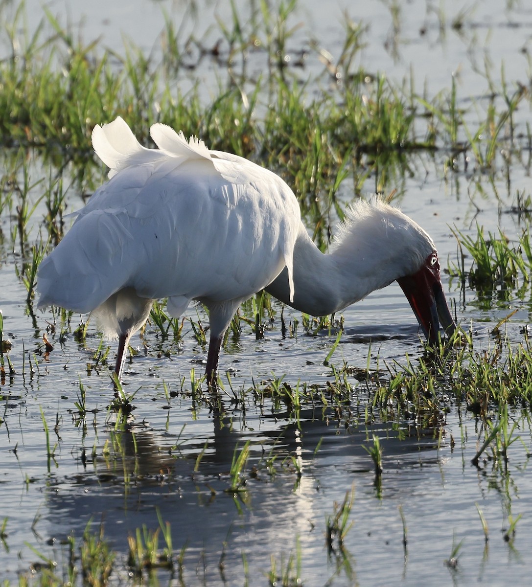 Spatule d'Afrique - ML646407157