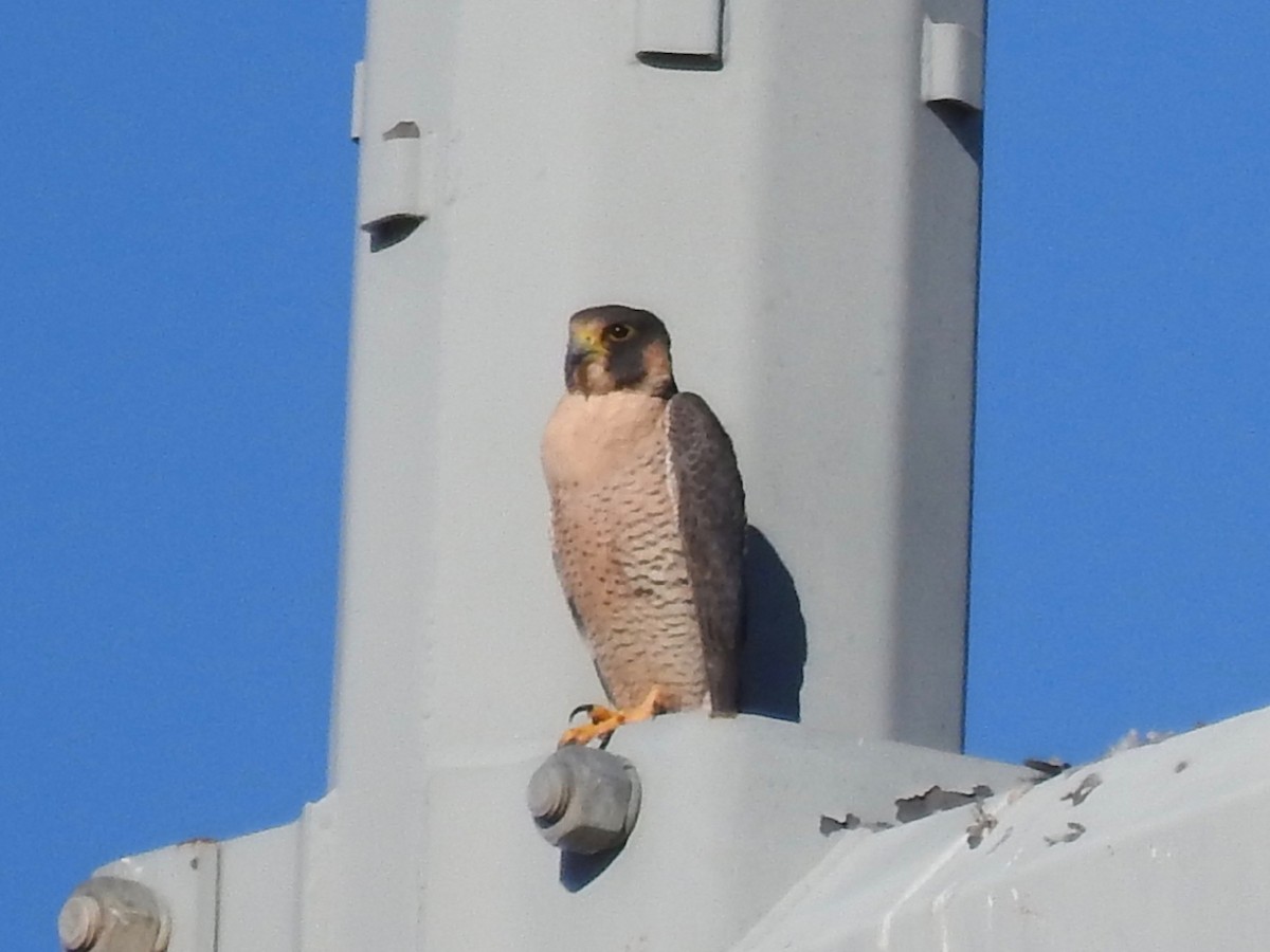 Peregrine Falcon - ML646407158