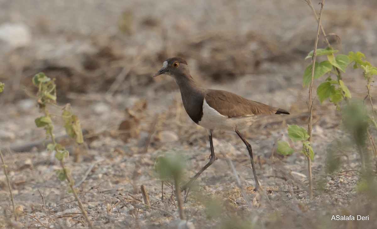 Vanneau terne - ML646407166