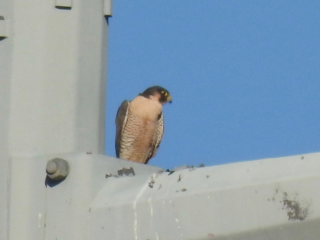 Faucon pèlerin - ML646407167