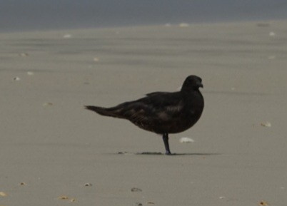 Labbe parasite - ML646407169