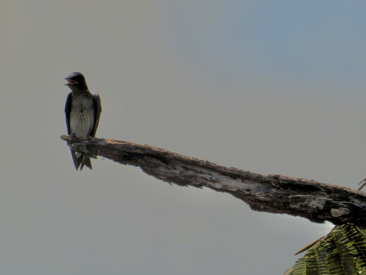 Hirondelle à ailes blanches - ML646407170