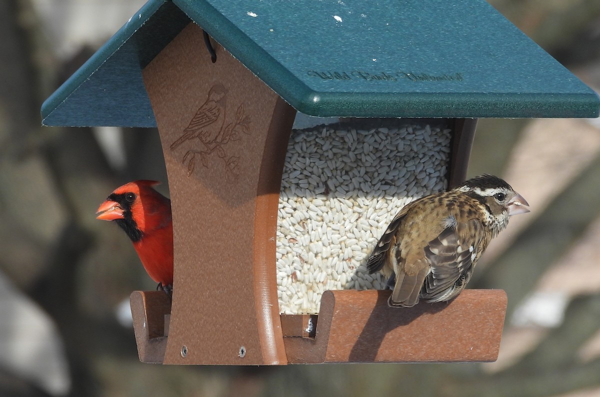 Rose-breasted Grosbeak - ML646407171