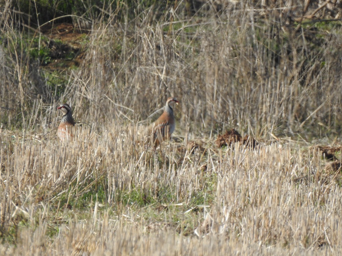 Perdrix rouge - ML646407172