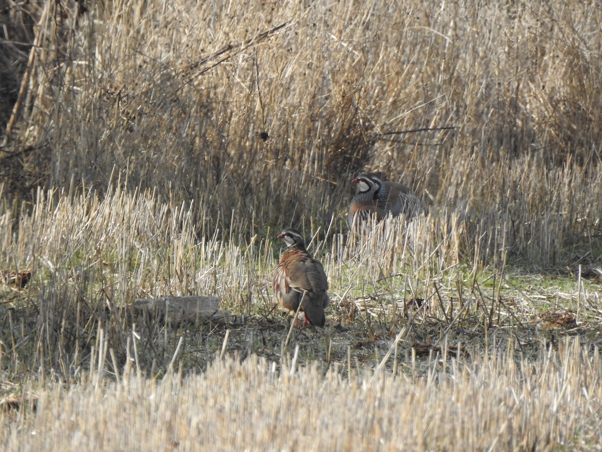 Perdrix rouge - ML646407173