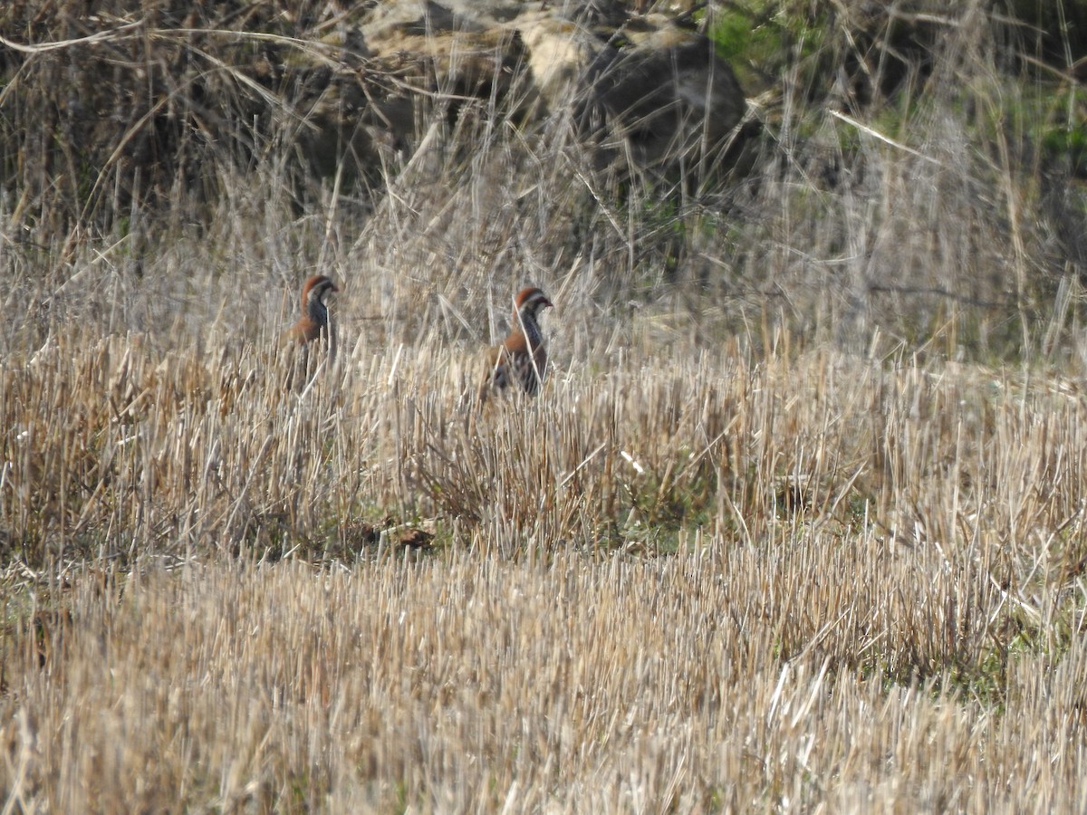 Perdrix rouge - ML646407174