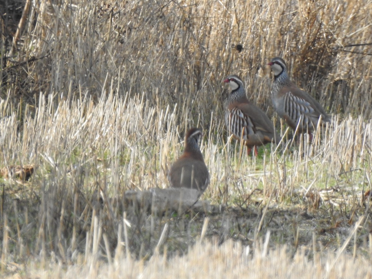 Perdrix rouge - ML646407175