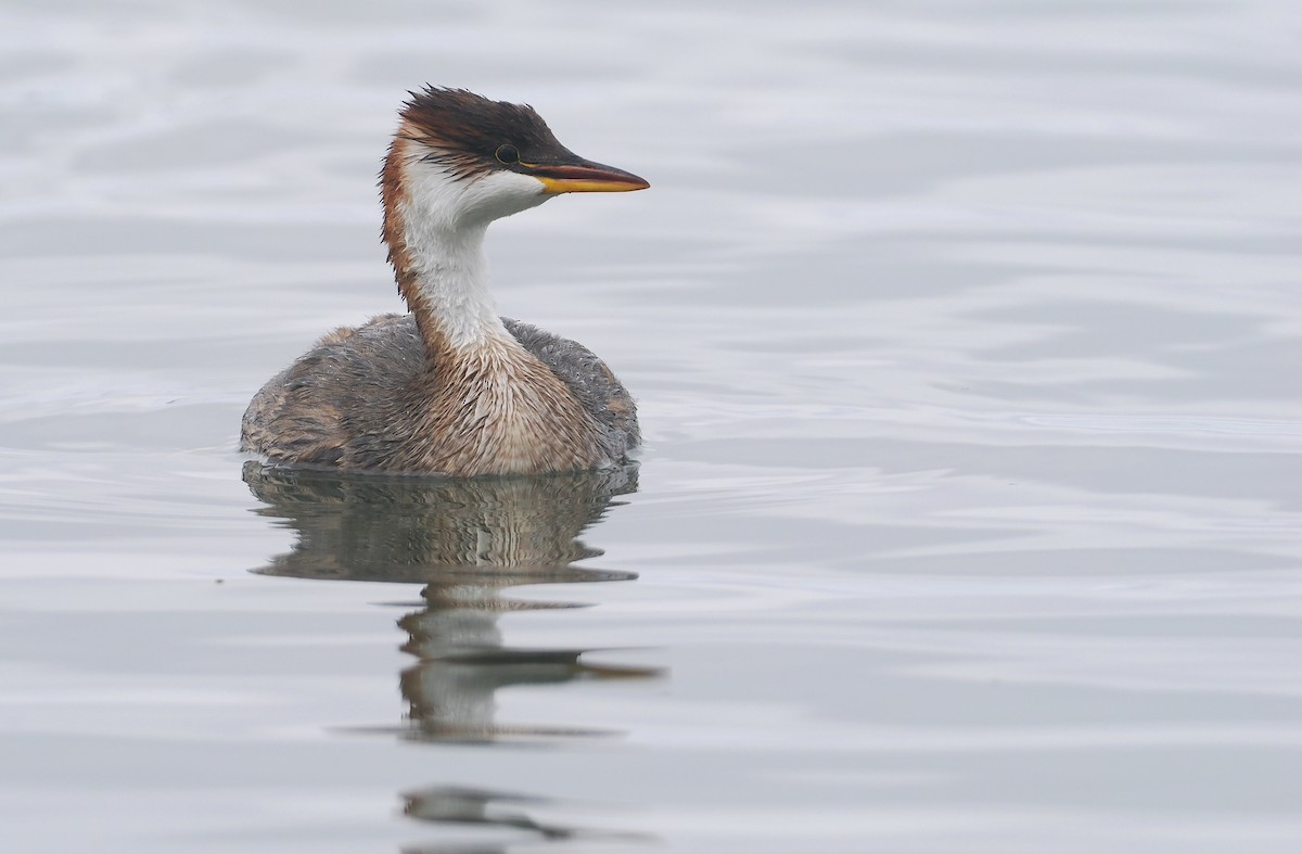 Grèbe microptère - ML646407176