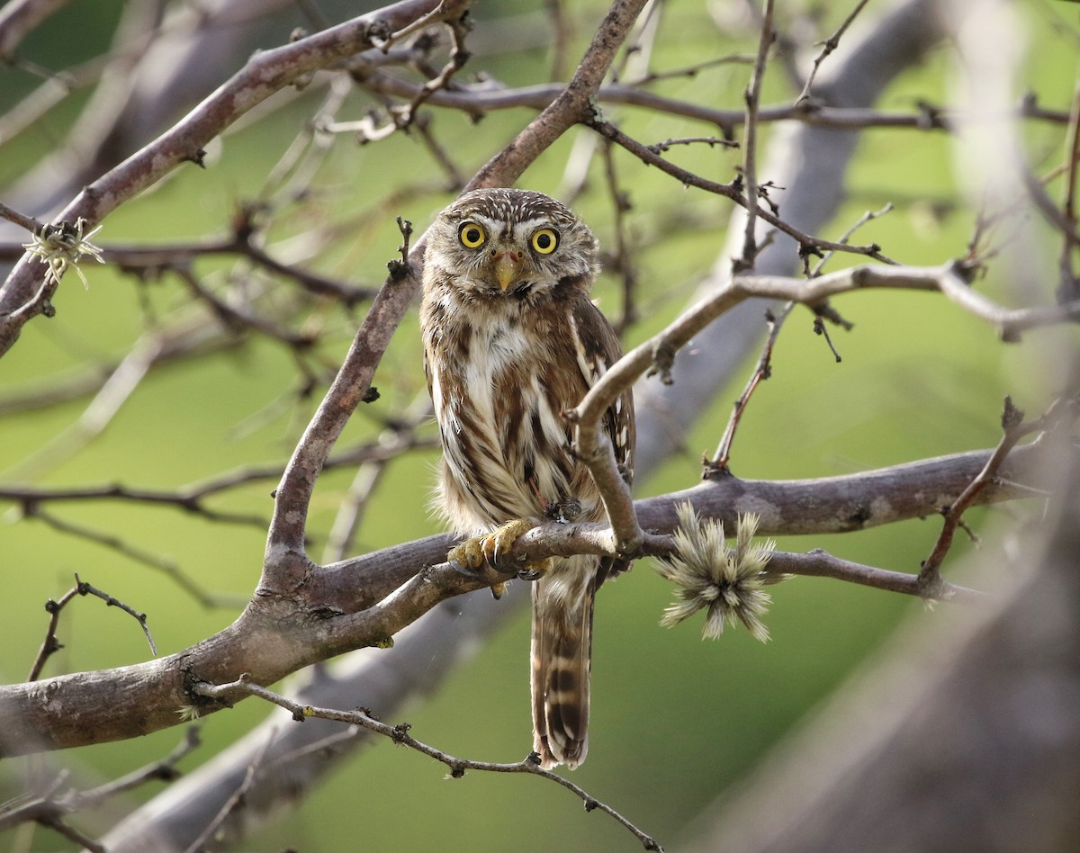 Peruvian Pygmy-Owl - ML646407177