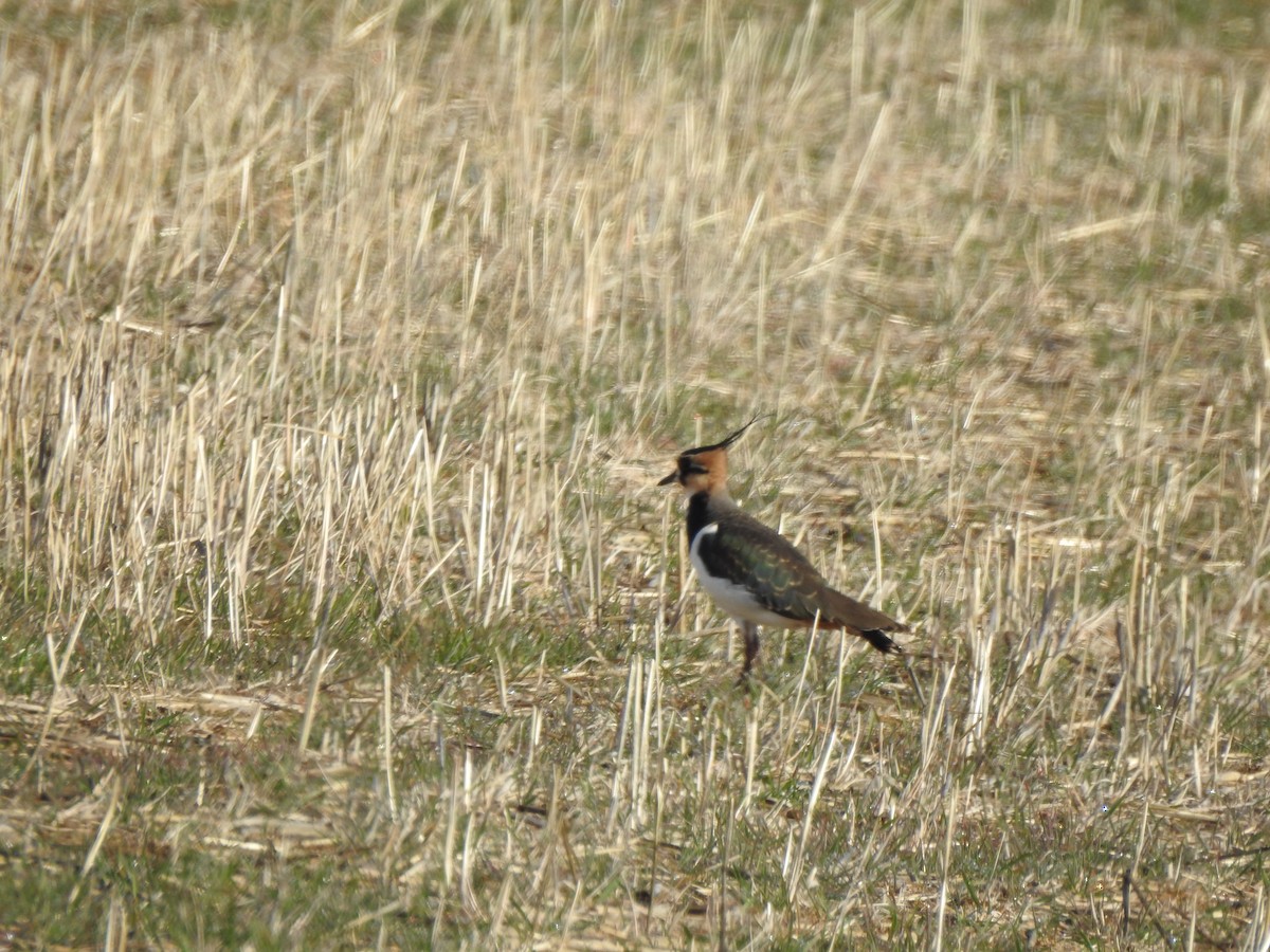 Vanneau huppé - ML646407178