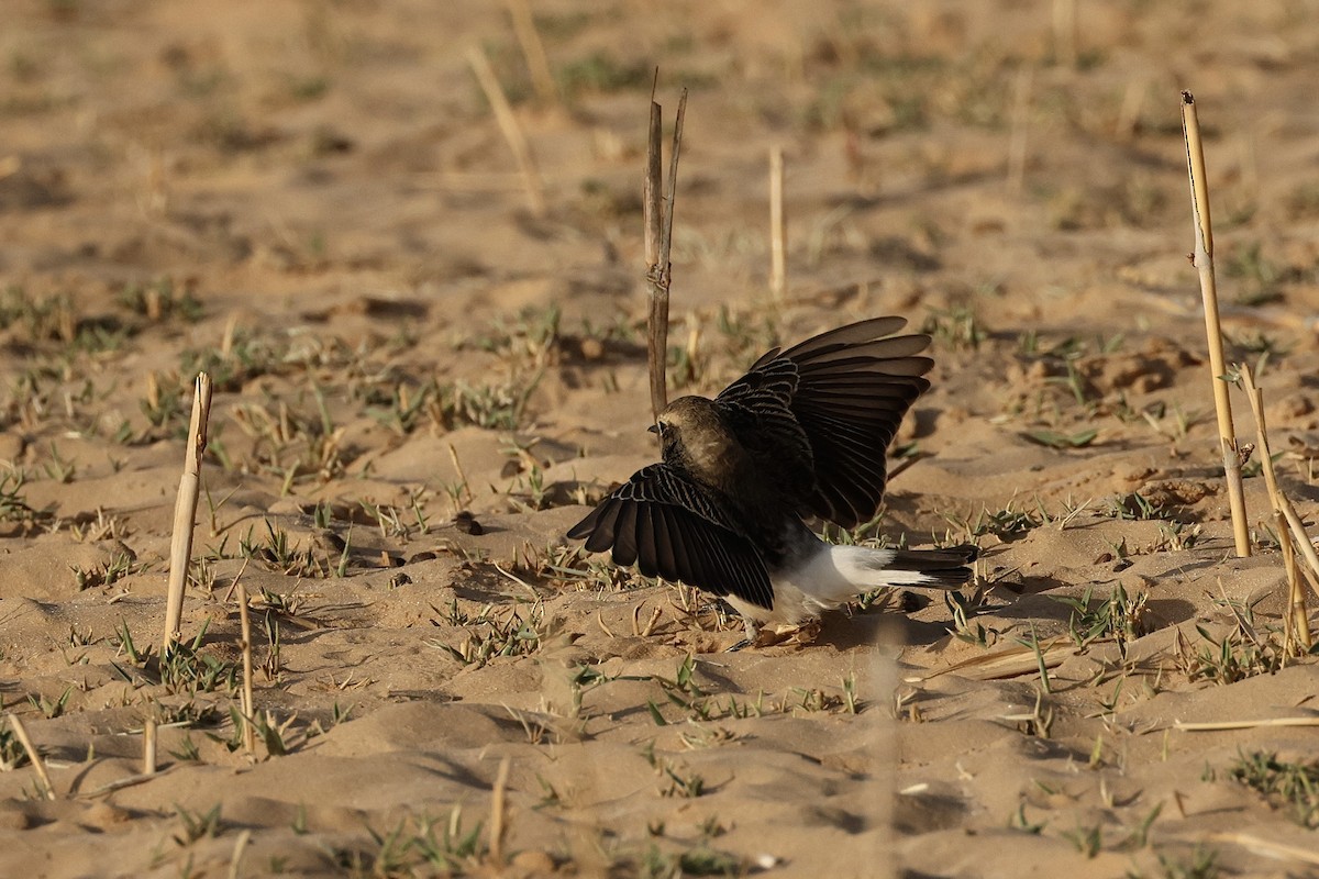 Traquet pie - ML646407179