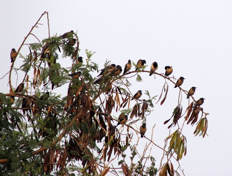 Étourneau roselin - ML646407180