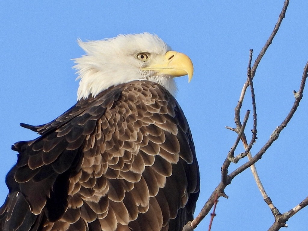 Pygargue à tête blanche - ML646407182