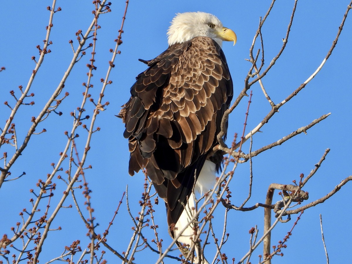 Pygargue à tête blanche - ML646407183