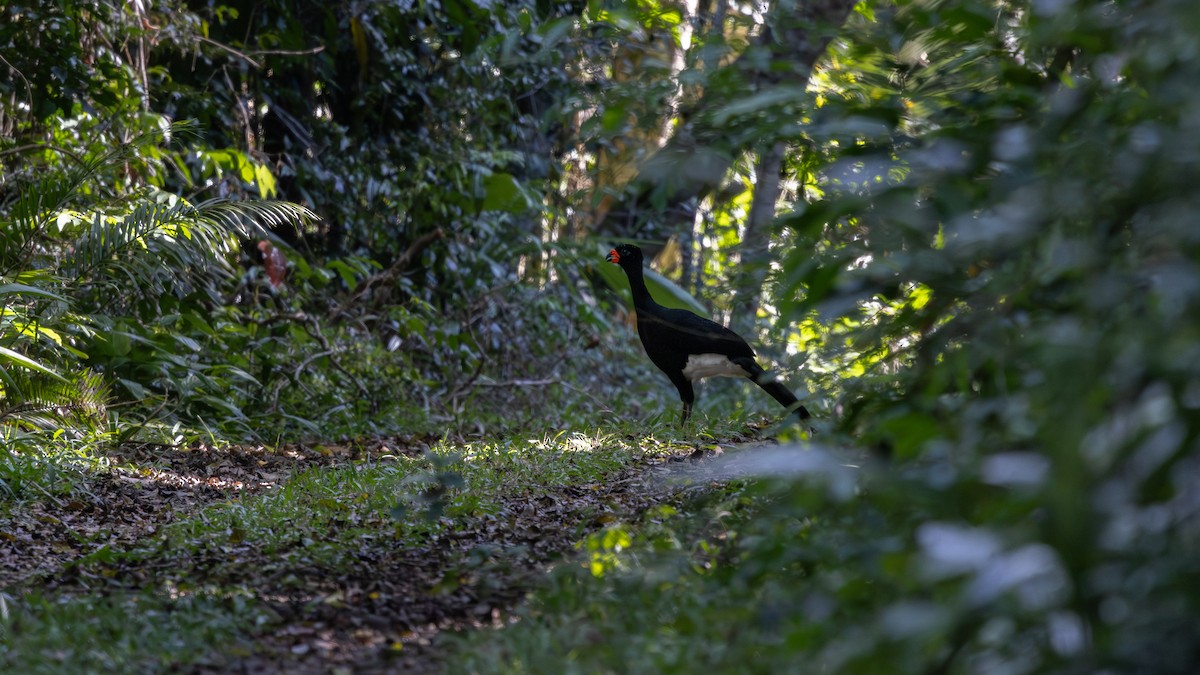 Hocco de Blumenbach - ML646407184