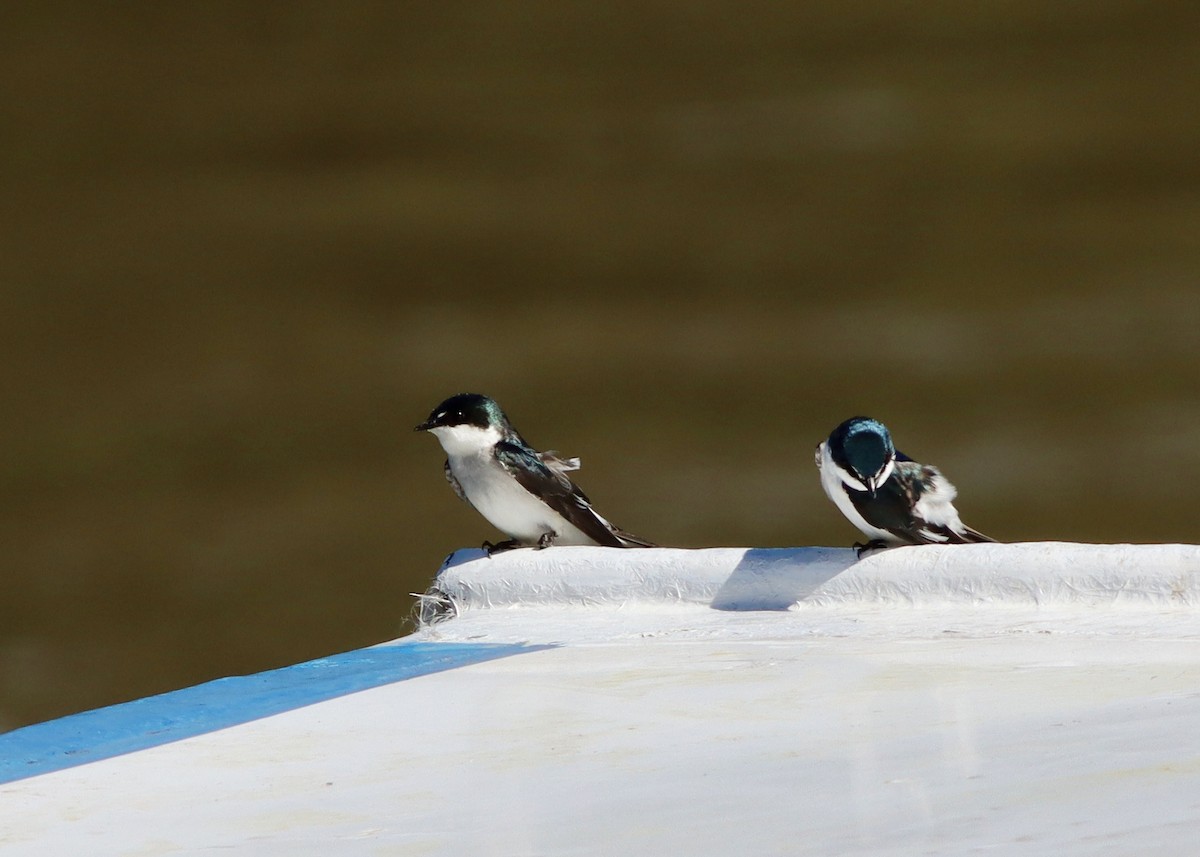 Hirondelle des mangroves - ML646407185