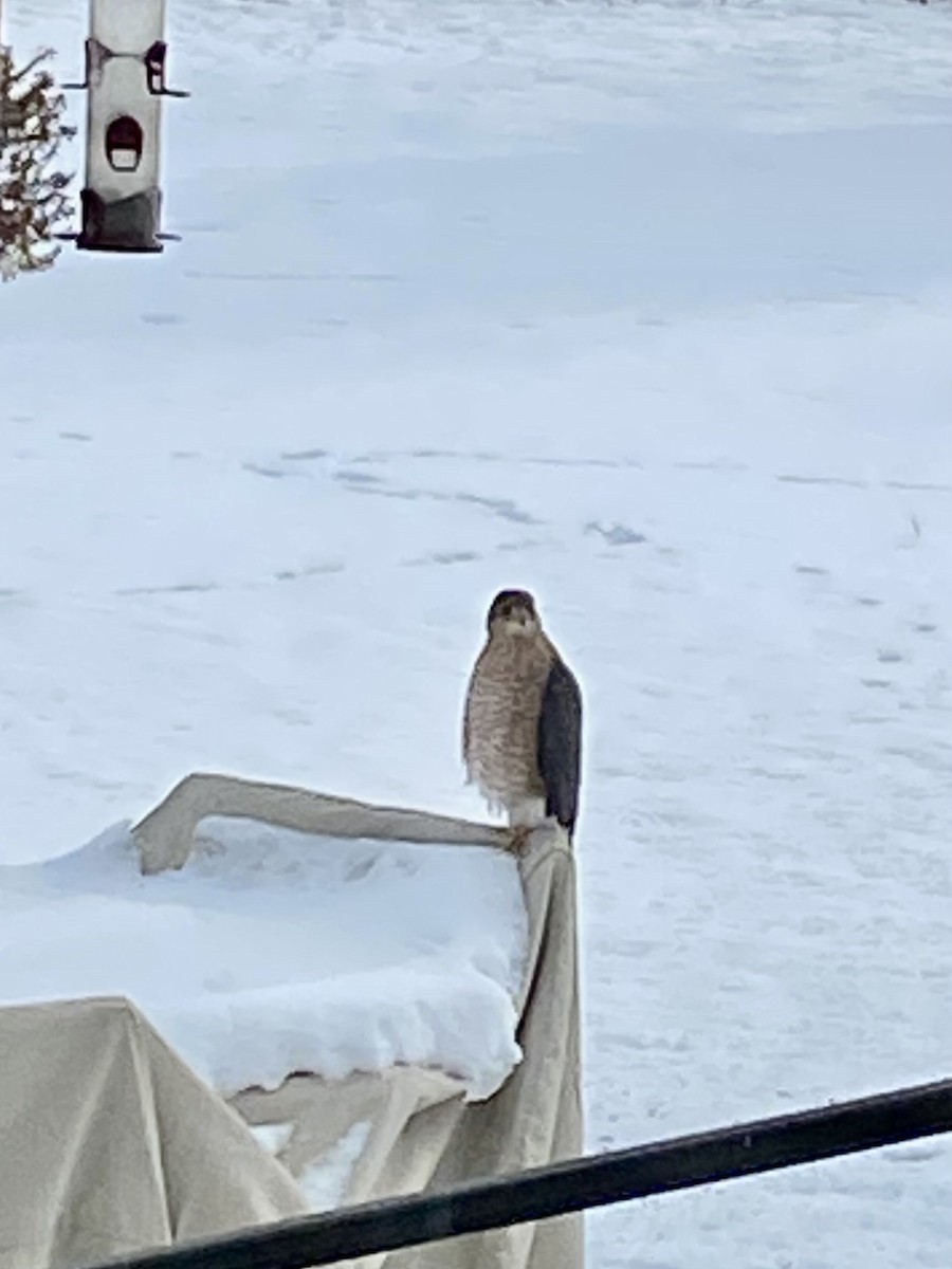 Épervier de Cooper - ML646407187