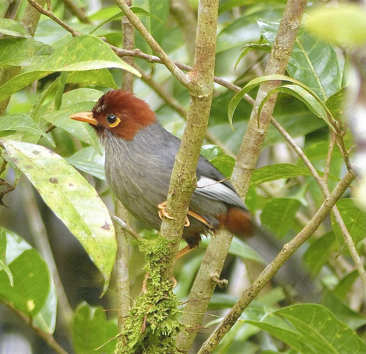 Garrulaxe de Treacher - ML646407189