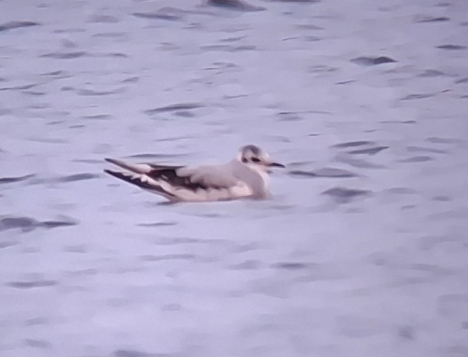 Mouette pygmée - ML646407190