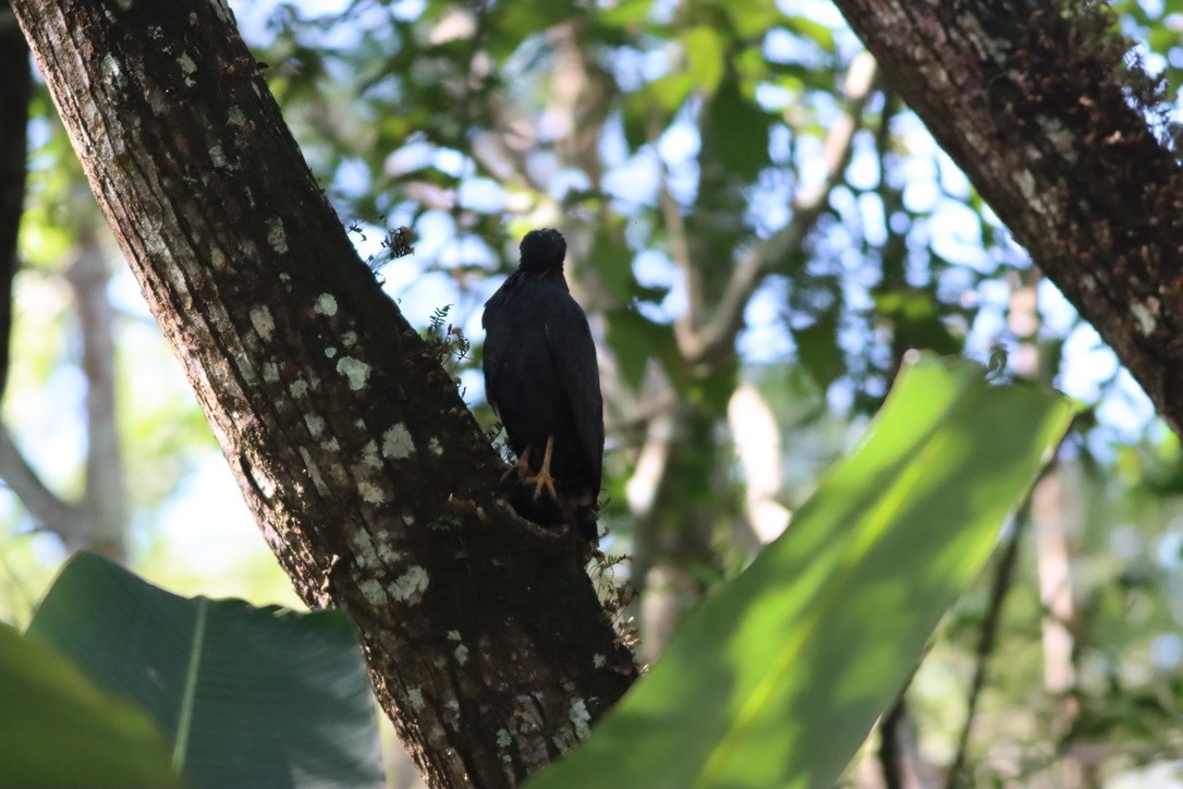 Buse noire - ML646407194