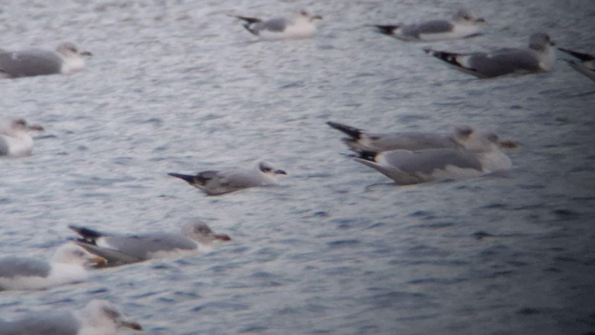 Mediterranean Gull - ML646407195
