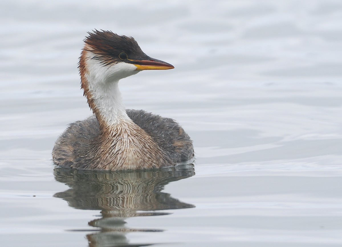 Titikaka Batağanı - ML646407196