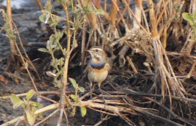Bluethroat - ML646407197