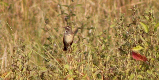 Bluethroat - ML646407198