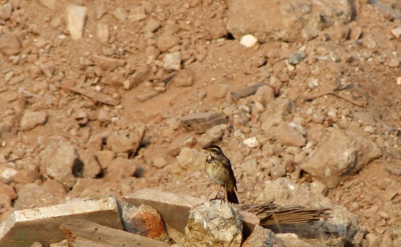 Bluethroat - ML646407199