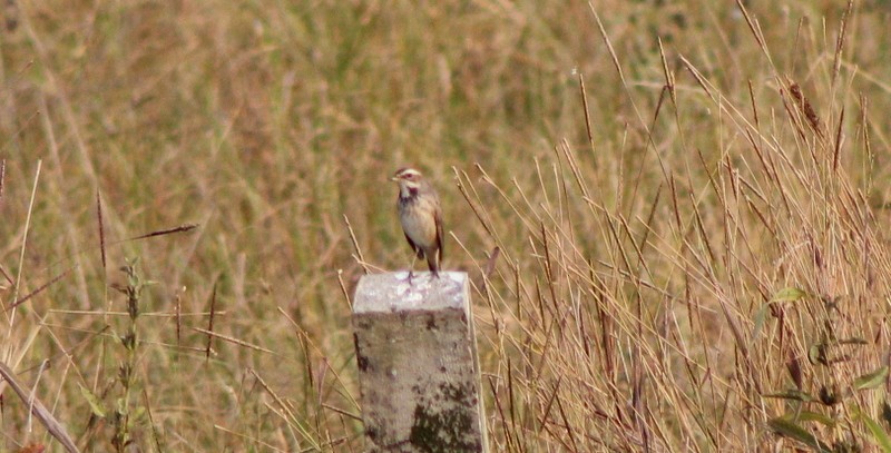 Bluethroat - ML646407200