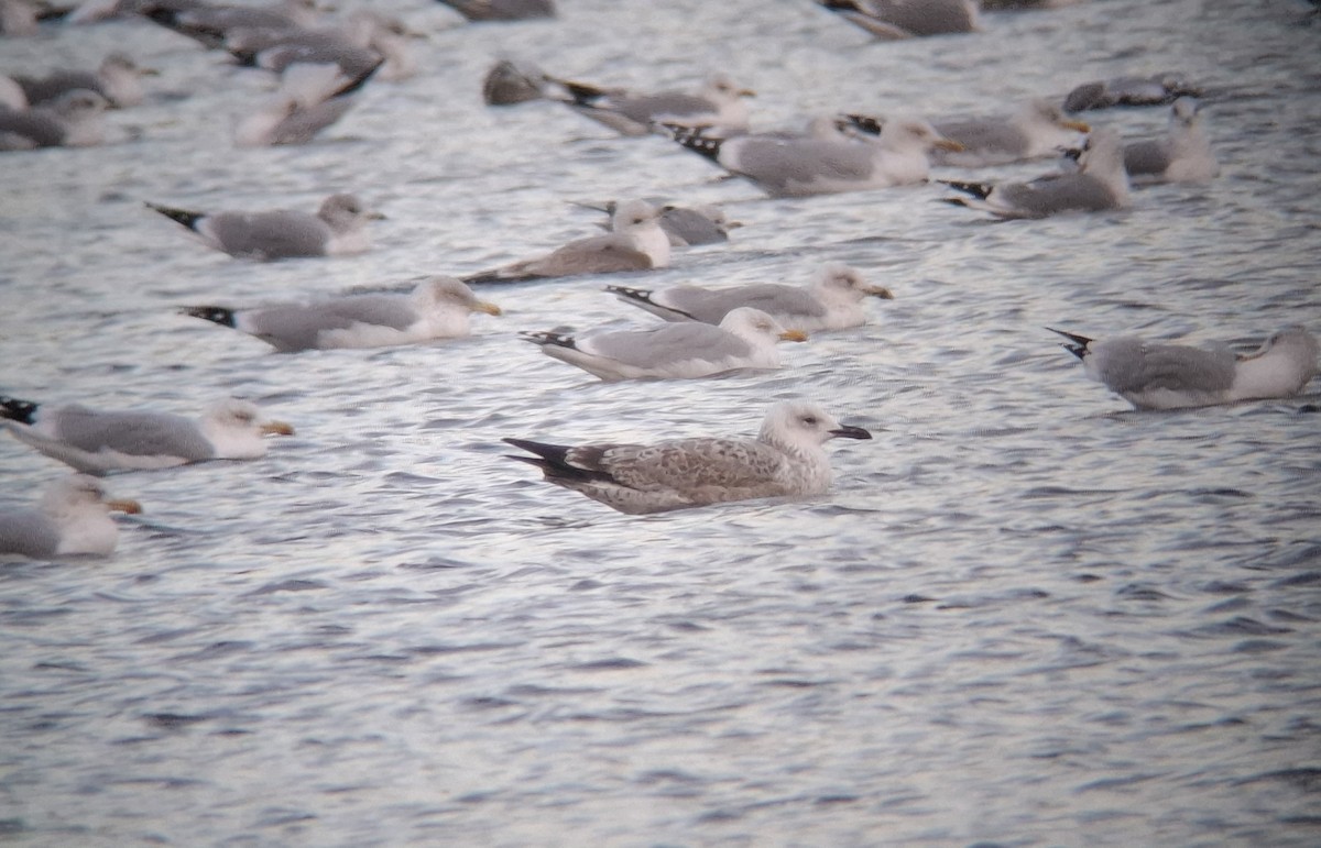 racek bělohlavý - ML646407217