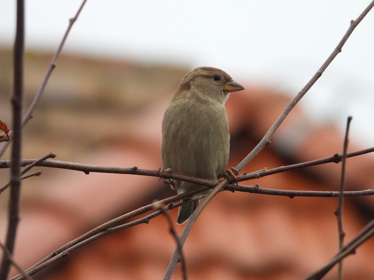 House Sparrow - ML646407219