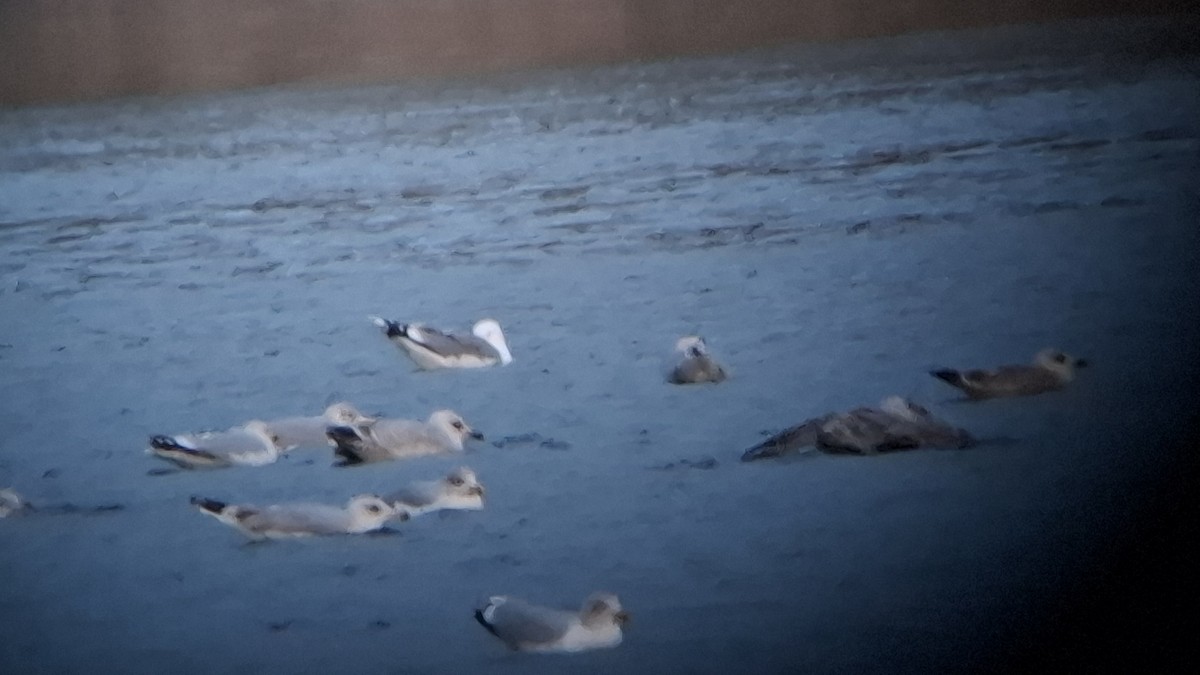 racek středomořský - ML646407220