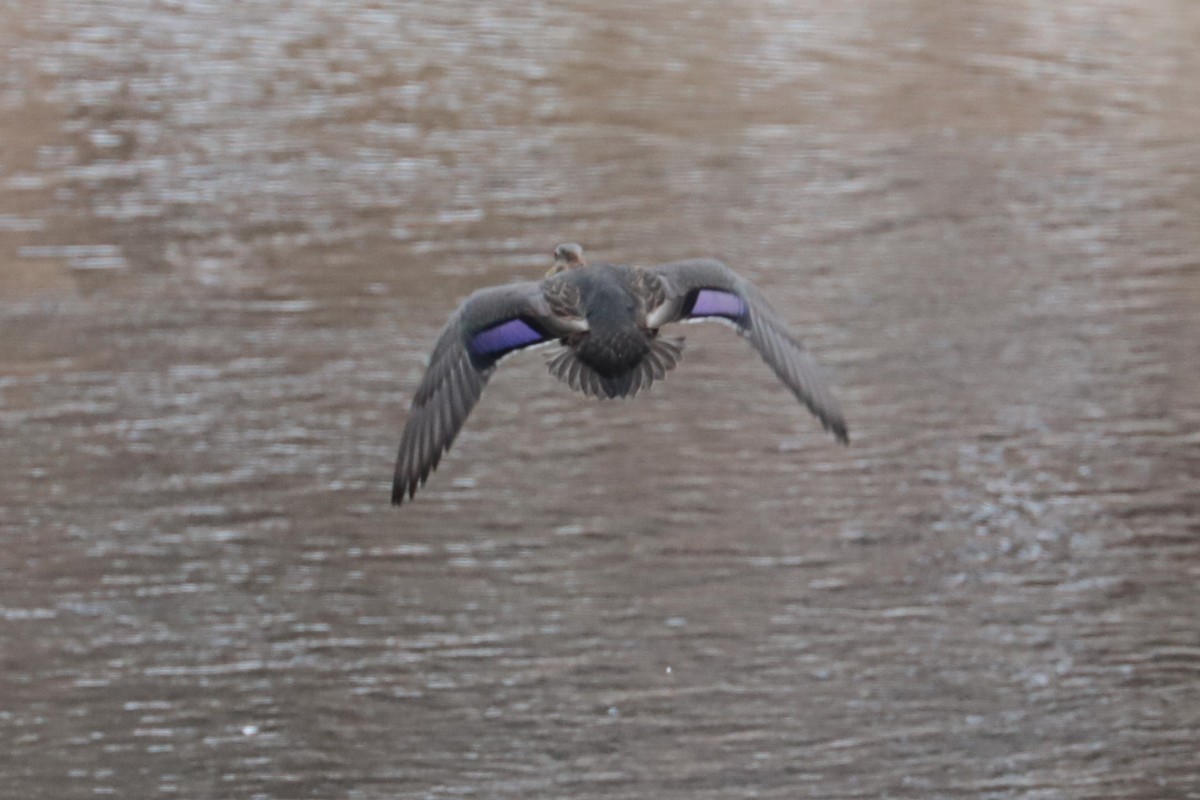 American Black Duck - ML646407221