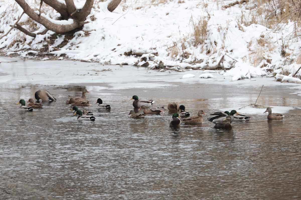 Mallard - ML646407222