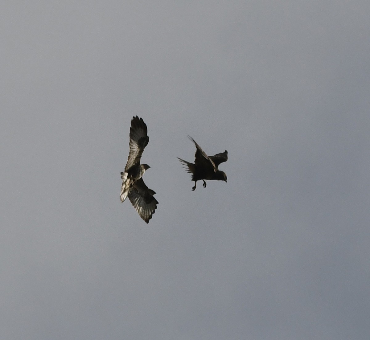 Common Buzzard (Western) - ML646407224